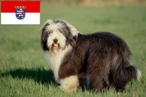 Lees meer over het artikel Baard Collie fokkers en pups in Hessen