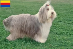 Lees meer over het artikel Baard Collie fokkers en pups in Noord-Holland