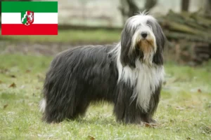 Lees meer over het artikel Baard Collie fokkers en pups in Noordrijn-Westfalen