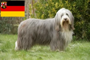 Lees meer over het artikel Baard Collie fokkers en pups in Rijnland-Palts