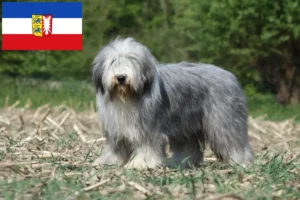 Lees meer over het artikel Baard Collie fokkers en pups in Sleeswijk-Holstein