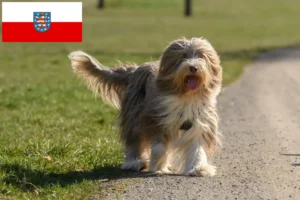 Lees meer over het artikel Baard Collie fokkers en pups in Thüringen