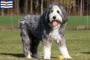 Lees meer over het artikel Baard Collie fokkers en pups in Zeeland
