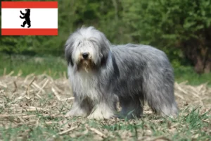 Lees meer over het artikel Baard Collie fokkers en pups in Berlijn