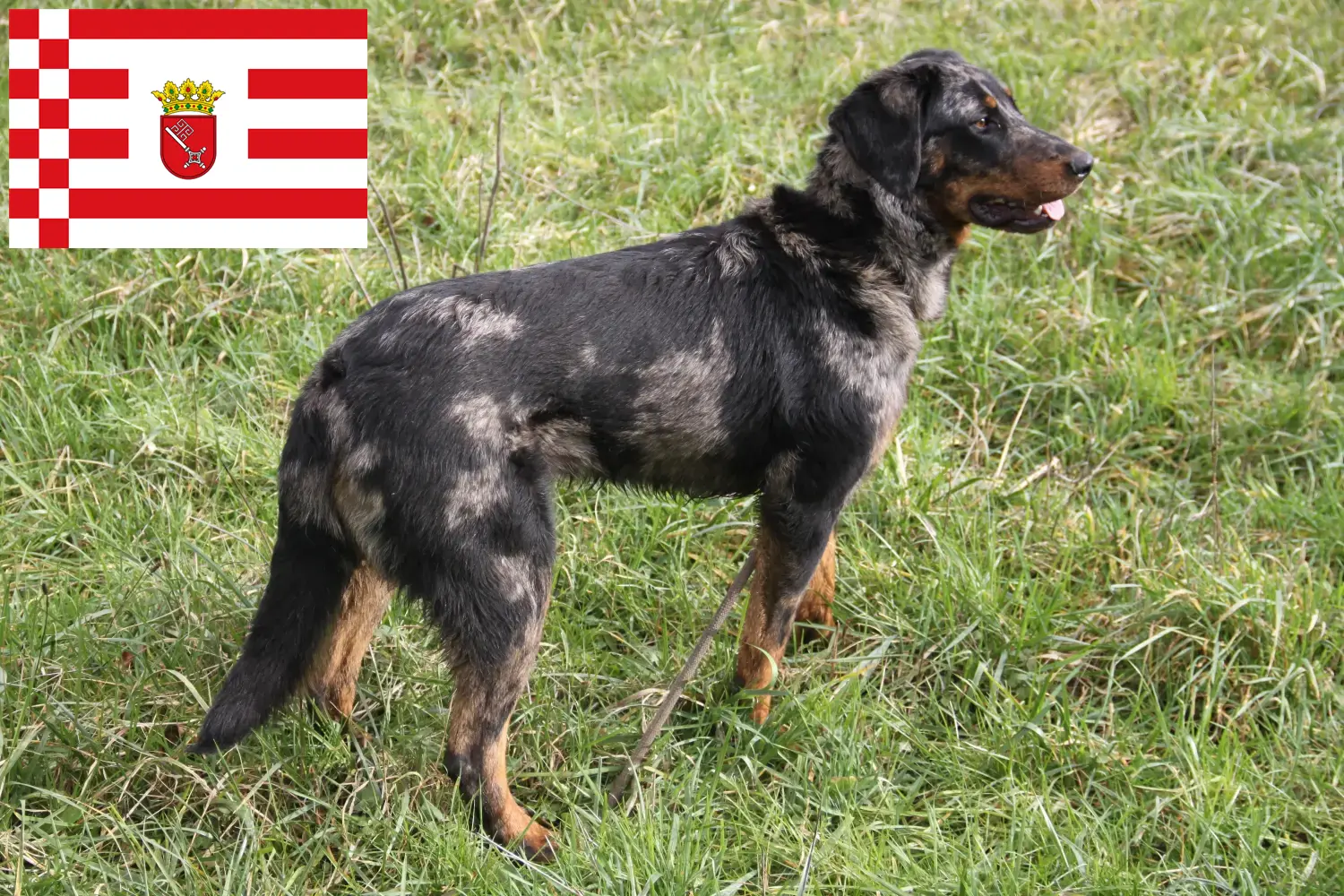 Beauceron puppy's en fokkers Bremen Hier vind je Beauceron fokkers in Bremen.