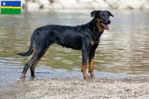 Lees meer over het artikel Beauceron fokkers en pups in Flevoland