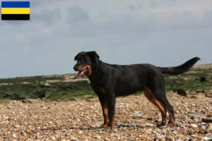 Lees meer over het artikel Beauceron fokkers en pups in Gelderland
