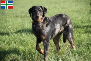 Lees meer over het artikel Beauceron fokkers en pups in Groningen