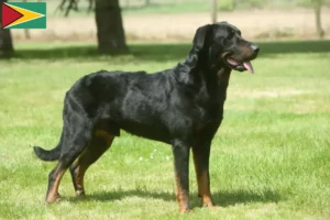 Lees meer over het artikel Beauceron fokkers en pups in Guyana