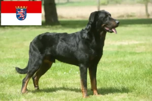Lees meer over het artikel Beauceron fokkers en pups in Hessen