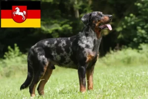 Lees meer over het artikel Beauceron fokkers en pups in Nedersaksen