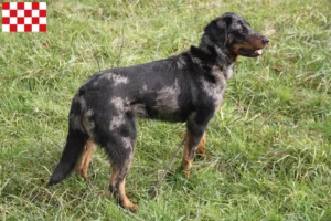 Lees meer over het artikel Beauceron fokkers en pups in Noord-Brabant