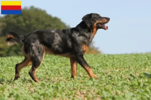 Lees meer over het artikel Beauceron fokkers en pups in Noord-Holland