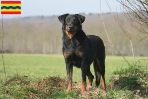Lees meer over het artikel Beauceron fokkers en pups in Overijssel