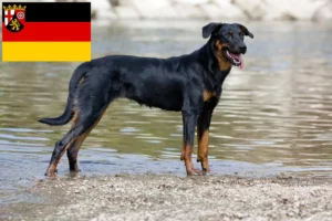Lees meer over het artikel Beauceron fokkers en pups in Rijnland-Palts