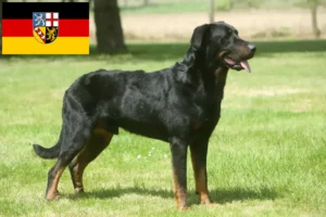 Lees meer over het artikel Beauceron fokkers en pups in Saarland