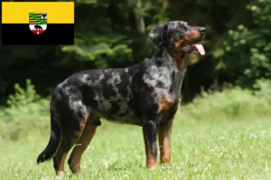 Lees meer over het artikel Beauceron fokkers en pups in Saksen-Anhalt