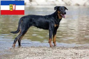 Lees meer over het artikel Beauceron fokkers en pups in Sleeswijk-Holstein
