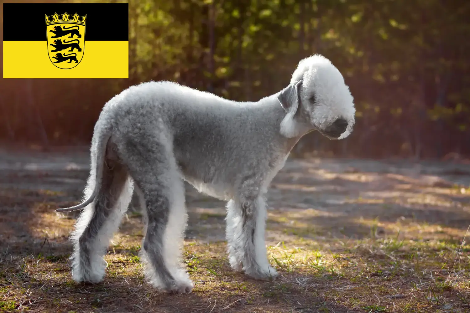 Bedlington Terrier puppies en fokkers Baden-Württemberg Hier vind je Bedlington Terrier fokkers in Baden-Württemberg.