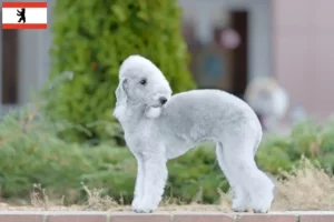Lees meer over het artikel Bedlington Terrier fokkers en pups in Berlijn