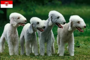 Lees meer over het artikel Bedlington Terrier fokkers en pups in Brandenburg