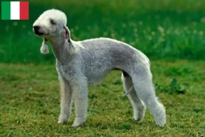 Lees meer over het artikel Bedlington Terrier fokkers en puppies in Italië