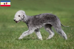 Lees meer over het artikel Bedlington Terrier fokkers en pups in Mecklenburg-Vorpommern