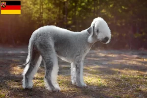 Lees meer over het artikel Bedlington Terrier fokkers en pups in Rijnland-Palts