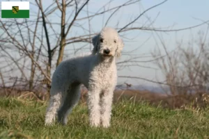 Lees meer over het artikel Bedlington Terrier fokkers en pups in Saksen