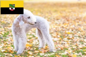 Lees meer over het artikel Bedlington Terrier fokkers en pups in Saksen-Anhalt