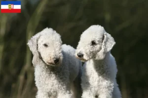 Lees meer over het artikel Bedlington Terrier fokkers en pups in Sleeswijk-Holstein