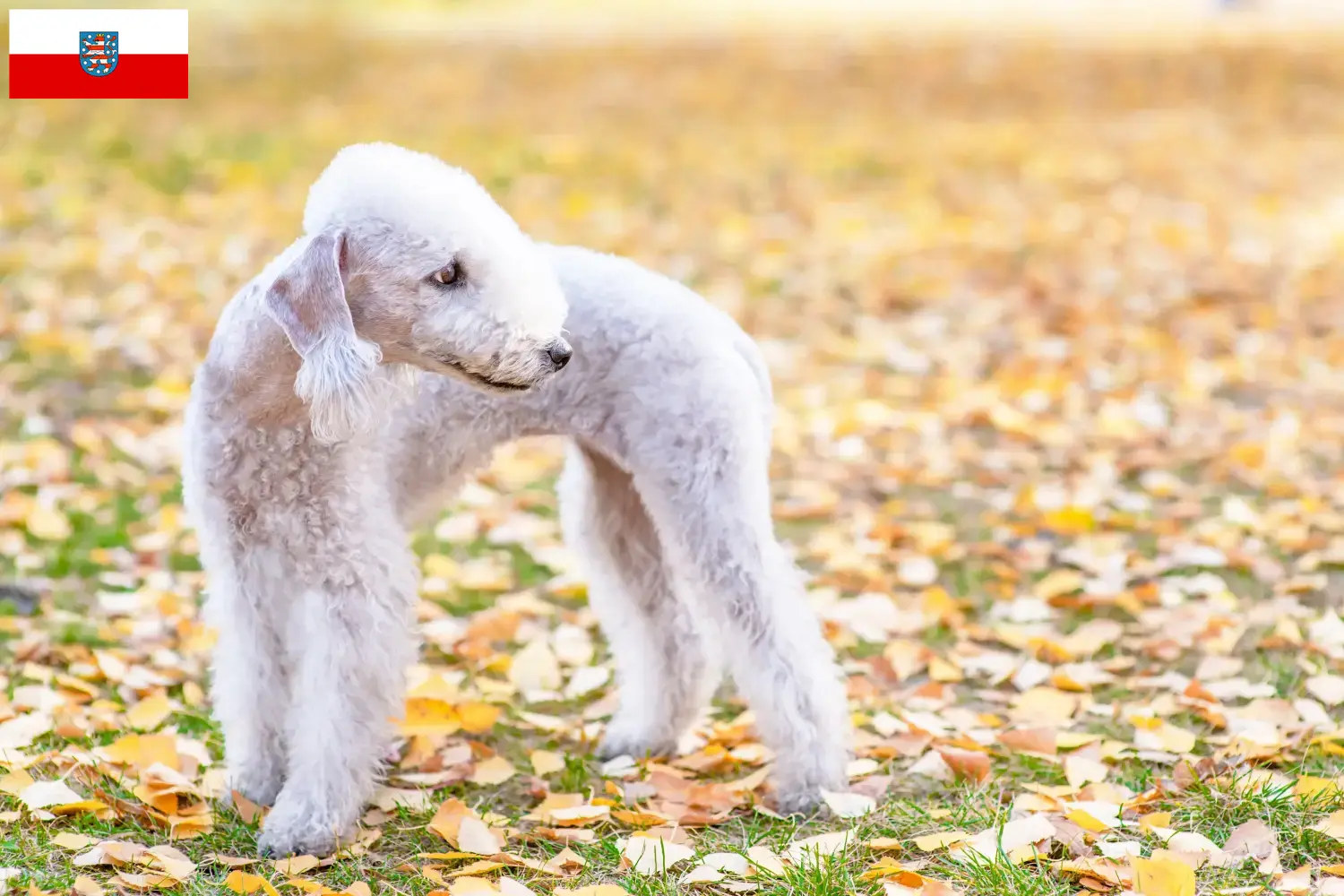 Bedlington Terrier puppies en fokkers Thüringen Vind hier Bedlington Terrier fokkers in Thüringen.