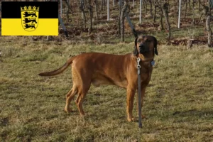 Lees meer over het artikel Fokkers en puppies van Beierse Sennenhonden in Baden-Württemberg
