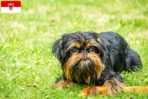 Lees meer over het artikel Belgische dwerg Griffon fokkers en pups in Brandenburg