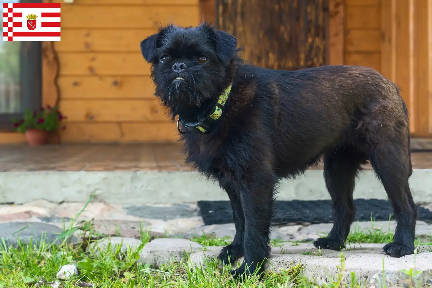Lees meer over het artikel Belgische dwerg Griffon fokker en pups in Bremen