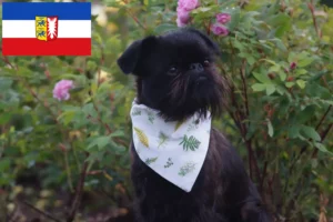 Lees meer over het artikel Belgische dwerg Griffon fokker en pups in Sleeswijk-Holstein