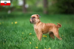 Lees meer over het artikel Belgische dwerg Griffon fokker en pups in Thüringen