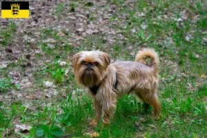 Lees meer over het artikel Belgische dwerg Griffon fokkers en pups in Baden-Württemberg