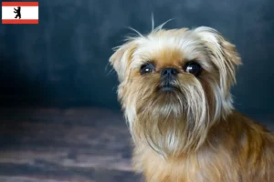 Lees meer over het artikel Belgische dwerg Griffon fokker en pups in Berlijn