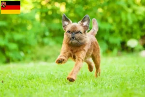 Lees meer over het artikel Belgische dwerg Griffon fokkers en pups in Rijnland-Palts
