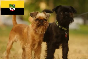 Lees meer over het artikel Belgische dwerg Griffon fokkers en pups in Saksen-Anhalt