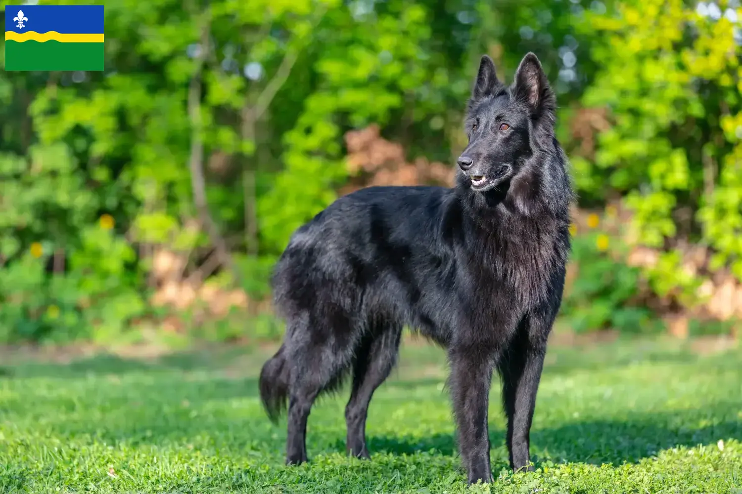 Belgische Herder puppy's en fokkers Flevoland Zoek Belgische Herdershondenfokkers in Flevoland.