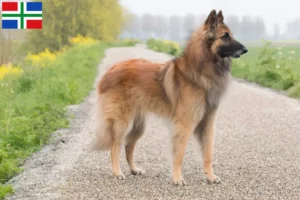 Lees meer over het artikel Belgische Herder fokkers en pups in Groningen
