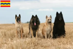Lees meer over het artikel Belgische Herder fokkers en pups in Overijssel