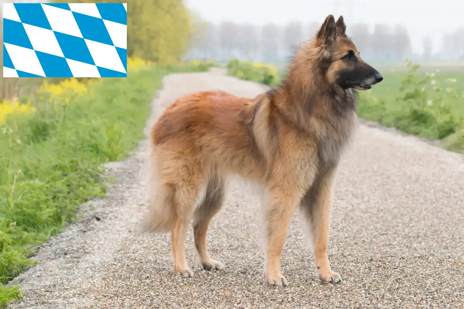 Belgische Herder Puppies en Fokker Beieren Hier vind je fokkers van Belgische Herdershonden in Beieren.