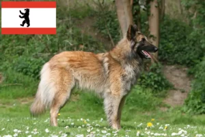 Lees meer over het artikel Belgische Herdershond Fokker en Puppies in Berlijn