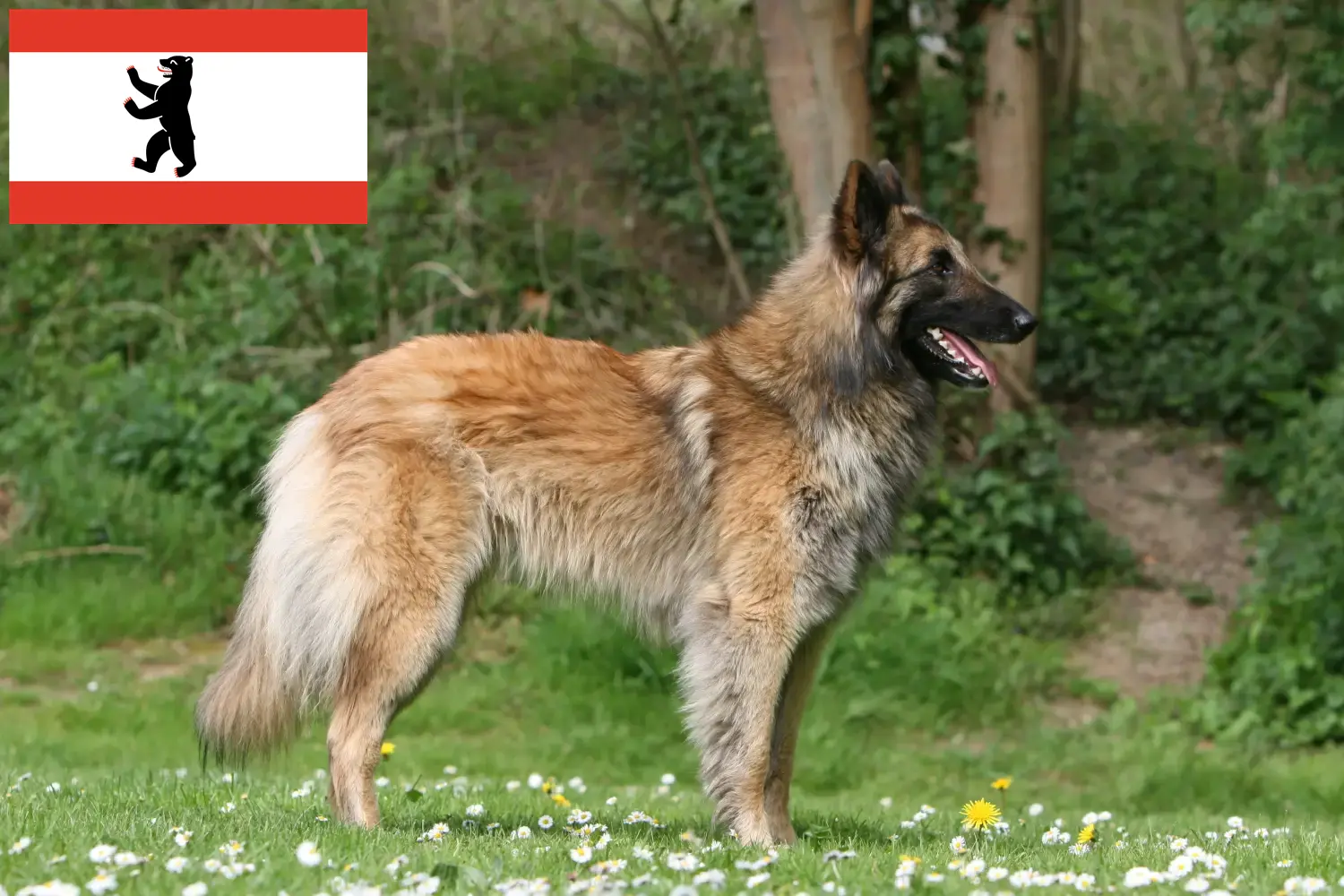 Lees meer over het artikel Belgische Herdershond Fokker en Puppies in Berlijn