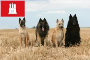 Lees meer over het artikel Belgische Herdershond Fokker en Puppies in Hamburg