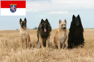 Lees meer over het artikel Belgische Herdershond Fokker en Puppies in Hessen