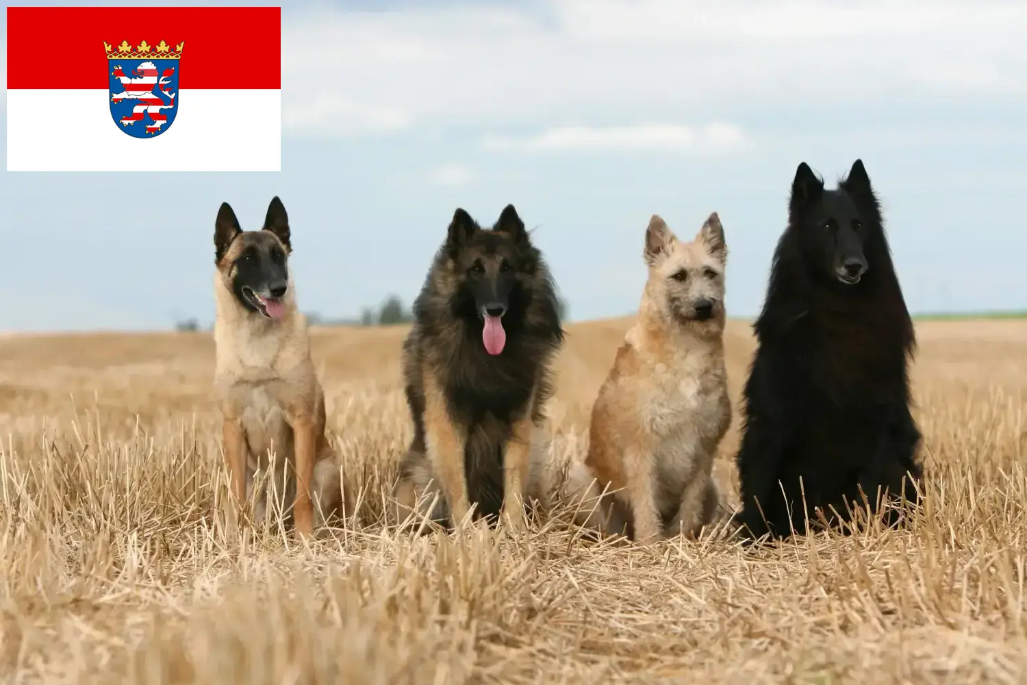 Belgische Herder Puppies en Fokker Hessen Hier vind je fokkers van Belgische Herdershonden in Hessen.